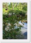 thanksgiving2007_027 * Morikami Gardens. * 800 x 1200 * (500KB)