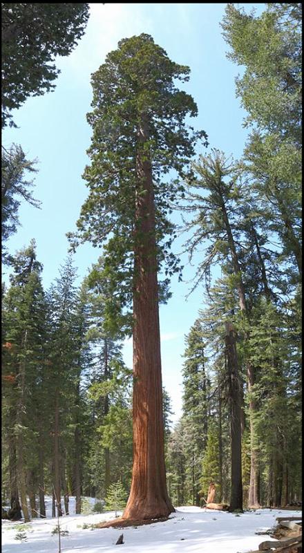 pano5.png - Panorama of a giant sequoia tree.    Click here  to see an interactive version where you can zoom and pan.