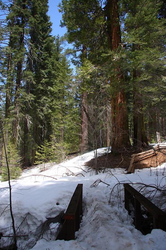 yosemite2010_246.JPG - The nature trail is completely covered in snow, including this bridge.