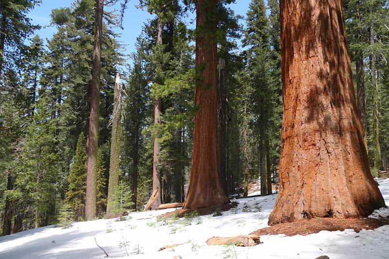 yosemite2010_249.JPG - Giant sequoias.