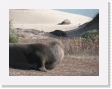 100B3960 * Elephant seals. * Elephant seals. * 2592 x 1944 * (1.62MB)