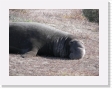 100B3980 * Elephant seals. * Elephant seals. * 2592 x 1944 * (1.76MB)