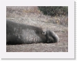 100B4030 * Elephant seals. * Elephant seals. * 2592 x 1944 * (1.73MB)