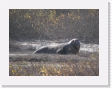 100B4050 * Elephant seals. * Elephant seals. * 2592 x 1944 * (1.78MB)