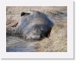 100B4060 * Elephant seals. * Elephant seals. * 2592 x 1944 * (1.79MB)