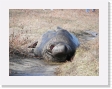 100B4070 * Elephant seals. * Elephant seals. * 2592 x 1944 * (1.82MB)