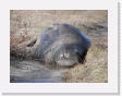 100B4090 * Elephant seals. * Elephant seals. * 2592 x 1944 * (1.78MB)