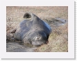 100B4110 * Elephant seals. * Elephant seals. * 2592 x 1944 * (1.78MB)