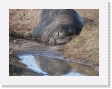 100B4120 * Elephant seals. * Elephant seals. * 2592 x 1944 * (1.7MB)