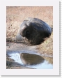 100B4130 * Elephant seals. * Elephant seals. * 2592 x 1944 * (1.7MB)