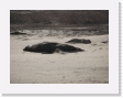 100_3938 * Elephant seals. * Elephant seals. * 2592 x 1944 * (2.32MB)