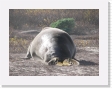 100_3940 * Elephant seals. * Elephant seals. * 2592 x 1944 * (2.8MB)