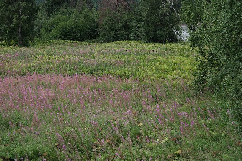 alaska015.JPG - Overcast on the train ride to Denali.  Pretty fireweed.