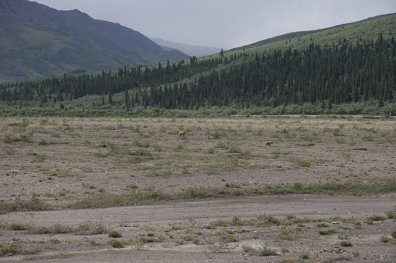 alaska106.JPG - Denali National Park.  A bear and cub.