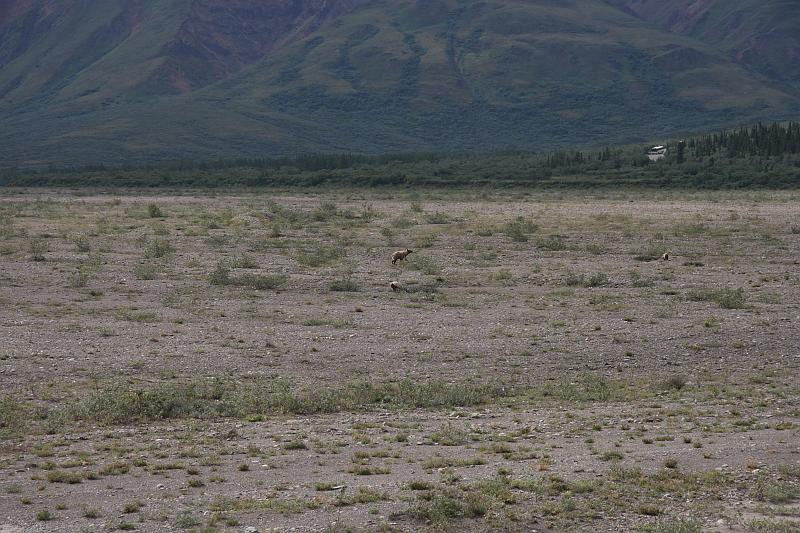 alaska110.JPG - A bear and a couple cubs.  I didn't have the zoom lens today which was a bummer.