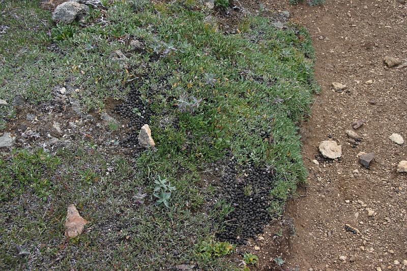 alaska252.JPG - Denali National Park.  Scat.