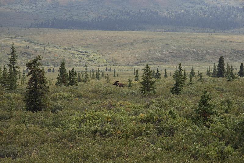 alaska262.JPG - Denali National Park.  A moose.