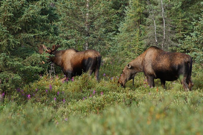alaska311.JPG - Denali National Park