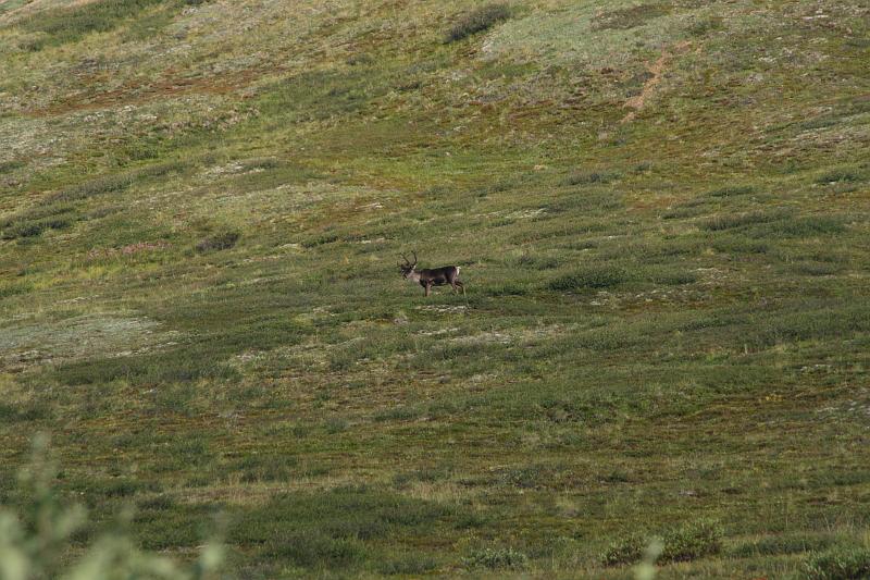 alaska314.JPG - Denali National Park.  Caribou.