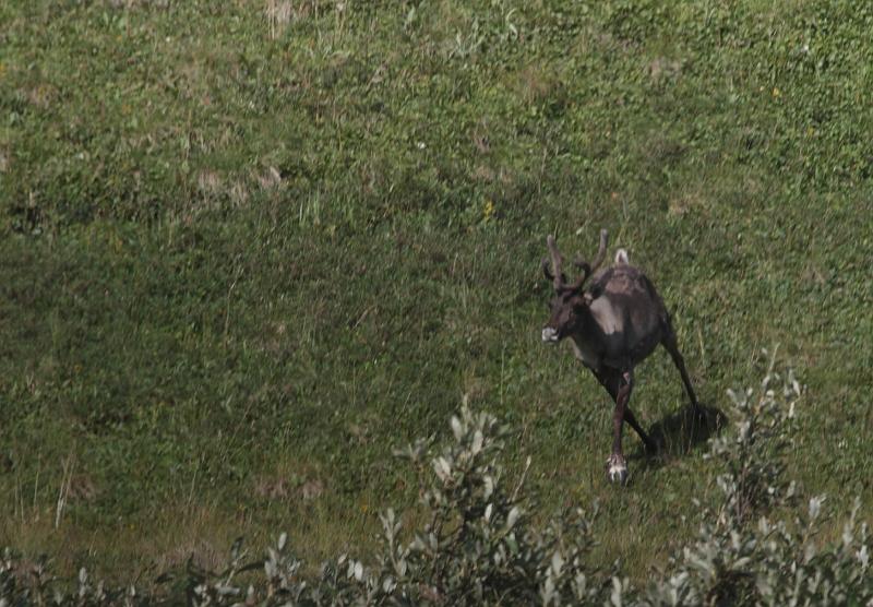 alaska395.JPG - Denali National Park.  Caribou.