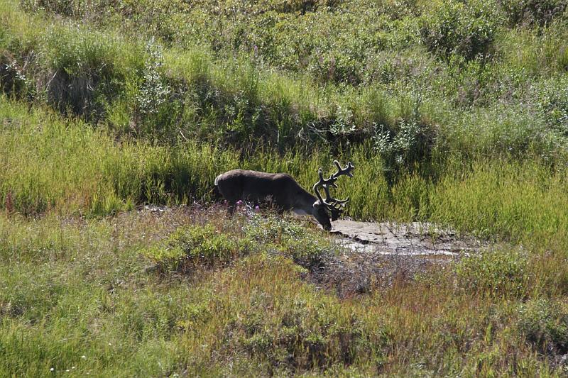 alaska472.JPG - Denali National Park.  Caribou.