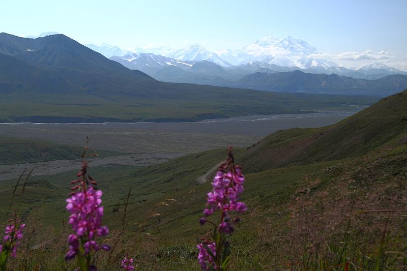 alaska484.JPG - Denali National Park.