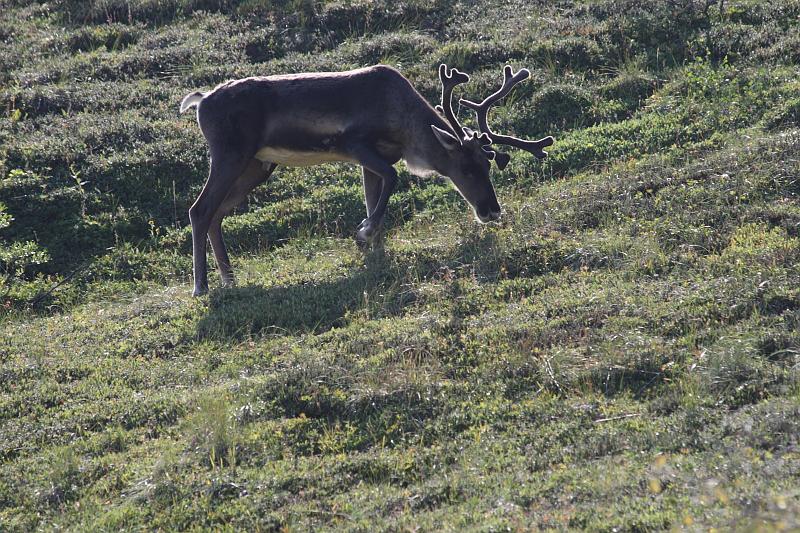 alaska500.JPG - Denali National Park.