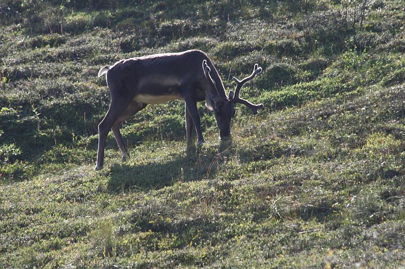 alaska501.JPG - Denali National Park.