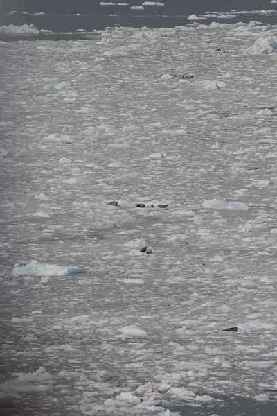alaska578.JPG - Glacier Bay and the Margerie Glacier.  Seals and such on the icebergs.
