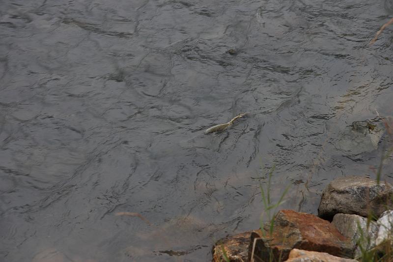 alaska635.JPG - Skagway.  Salmon spawning.