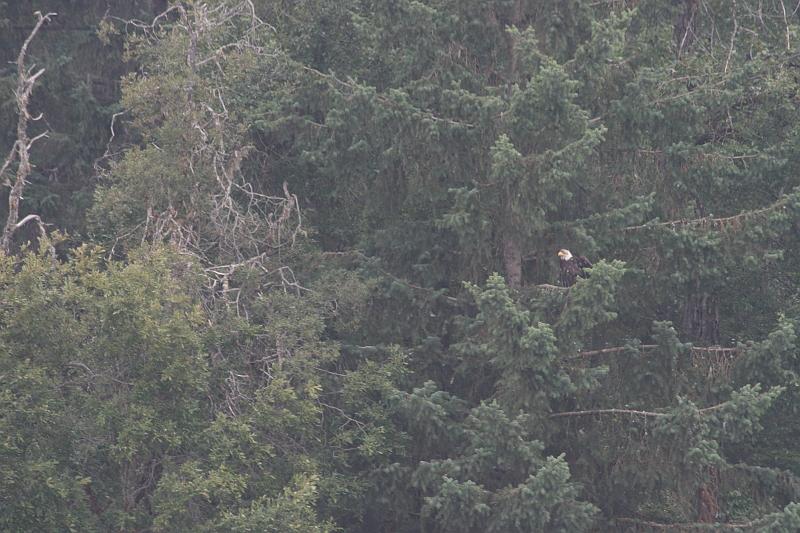 alaska646.JPG - Bald Eagles.