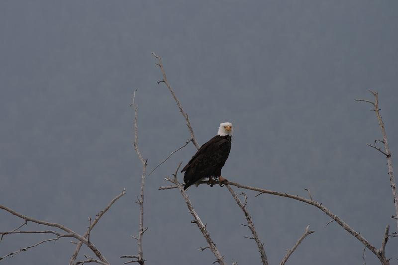 alaska662.JPG - Bald Eagles.