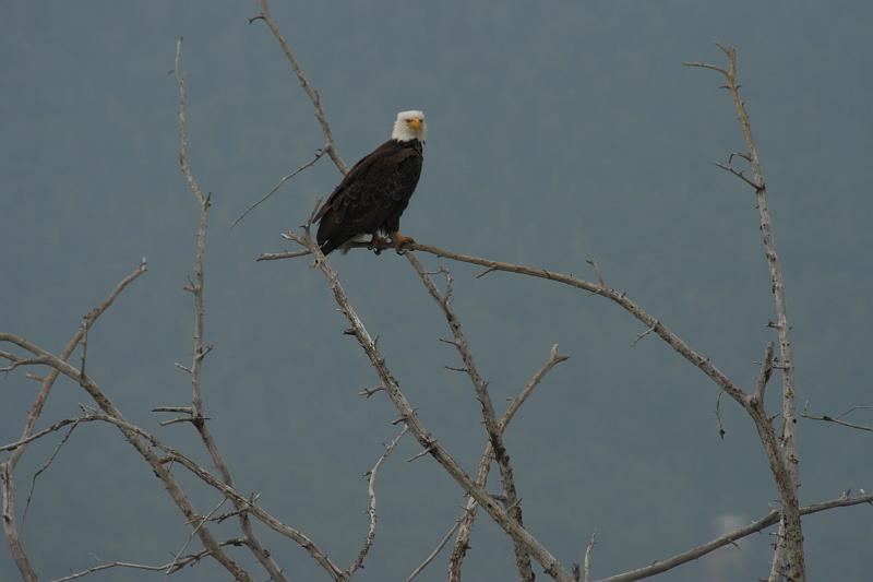 alaska664.JPG - Bald Eagles.