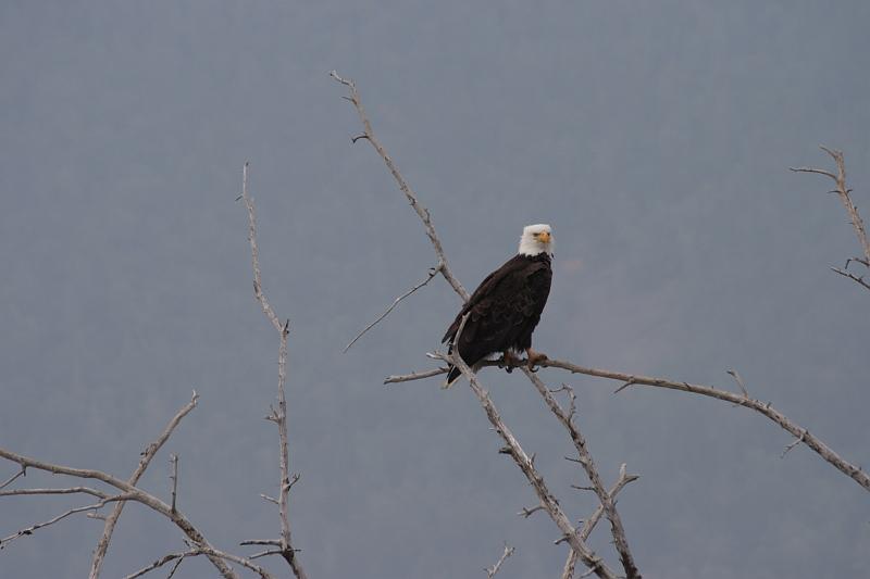 alaska665.JPG - Bald Eagles.
