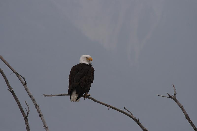 alaska672.JPG - Bald Eagles.