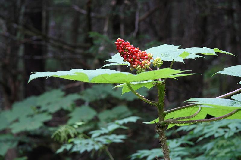 alaska716.JPG - Big plant.