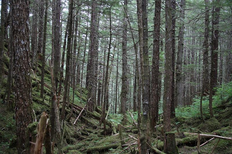alaska717.JPG - Forest along the trail.