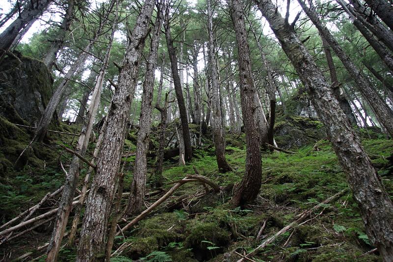 alaska719.JPG - Forest along the trail.