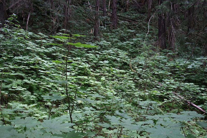 alaska722.JPG - Forest along the trail.