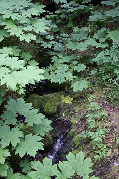 alaska724.JPG - Forest along the trail.