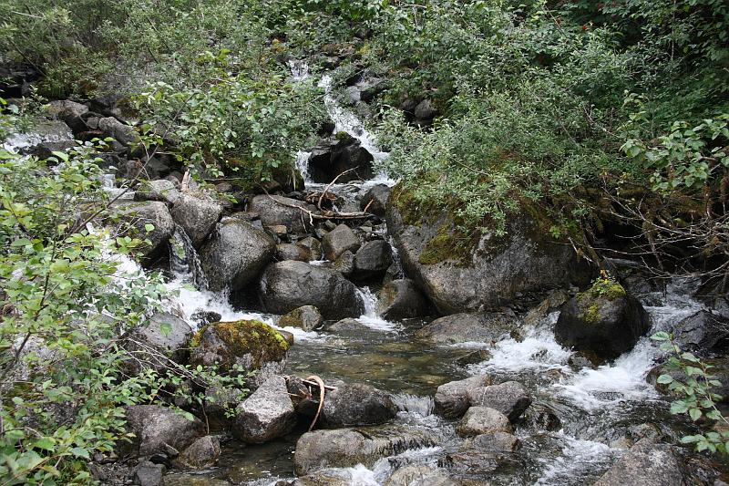 alaska725.JPG - Forest along the trail.