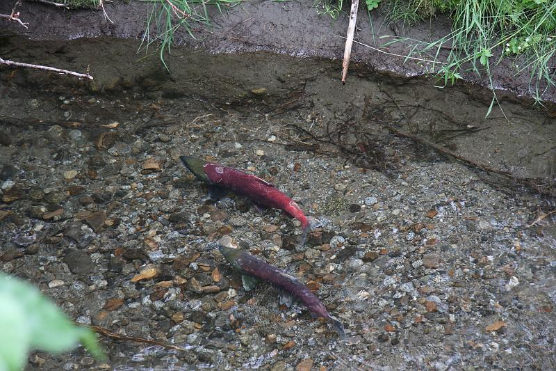 alaska741.JPG - Salmon spawning.