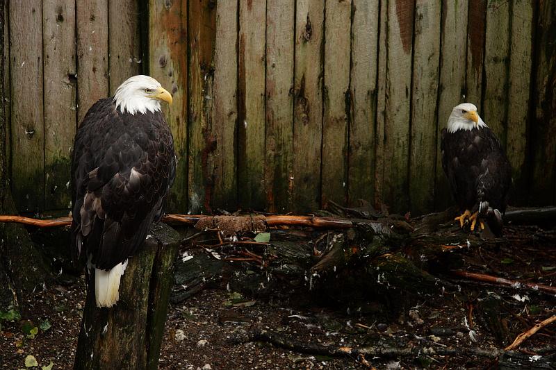 alaska772.JPG - Ketchikan.  Bald eagle rescue center.