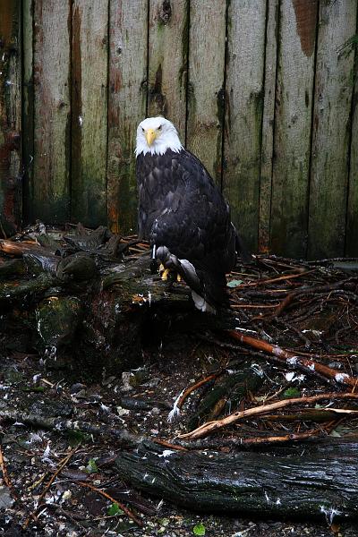 alaska778.JPG - Ketchikan.  They don't seem to mind the rain.