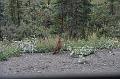 alaska077
