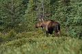alaska290