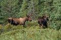 alaska303
