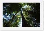 bigbasin_03 * 1200 x 800 * (532KB)