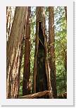 bigbasin_04 * 800 x 1200 * (546KB)