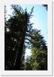 bigbasin_08 * 800 x 1200 * (478KB)